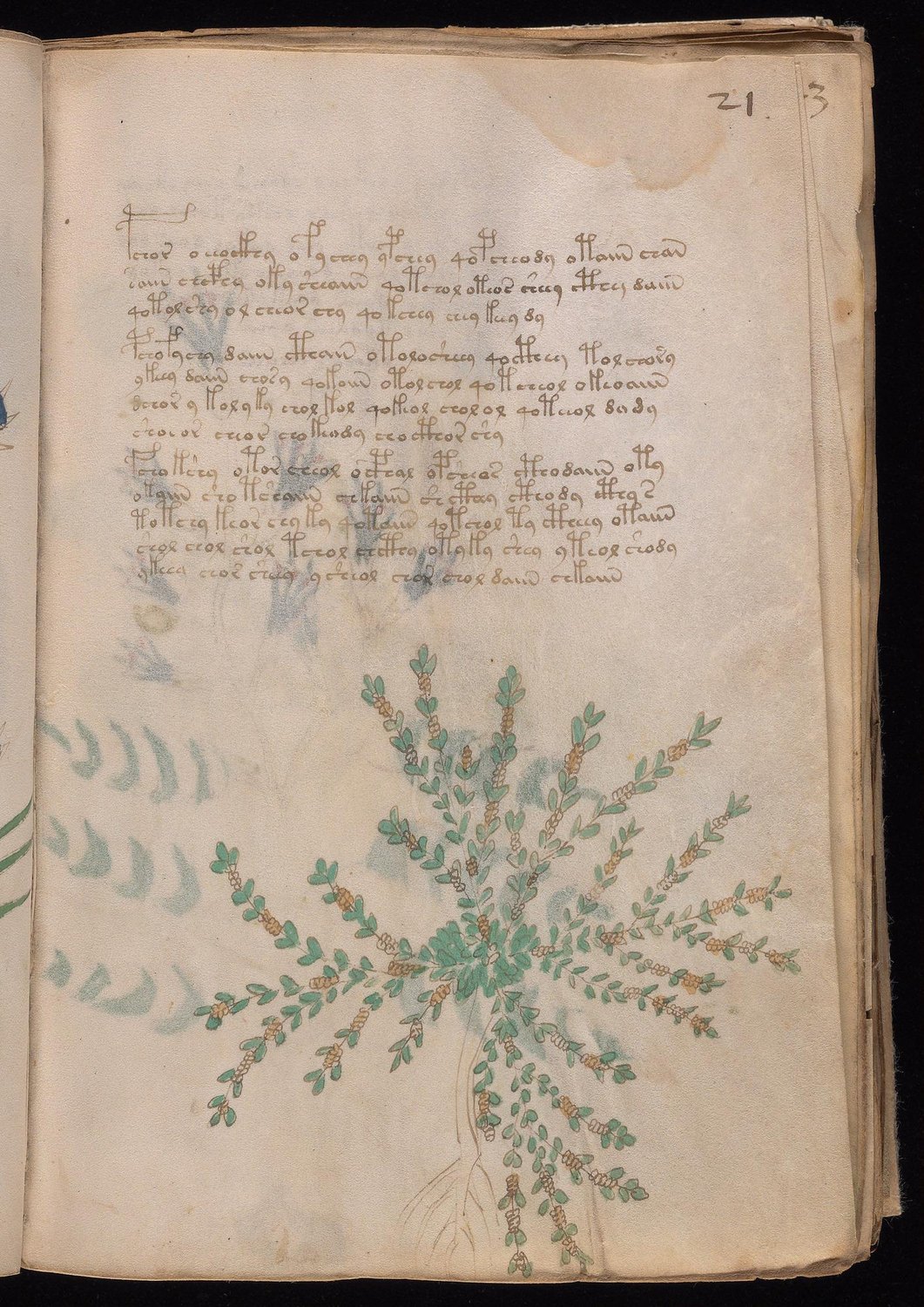 Herbal Page 39